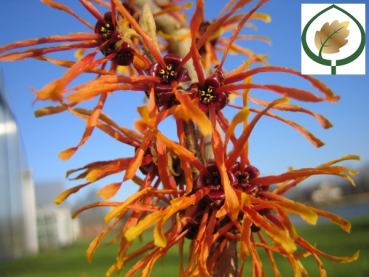 Hamamelis interm. "Jelena" - (Zaubernuss "Jelena"),